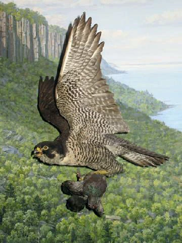 Falcon Bird Meaning: Symbolism and White Falcon Meaning