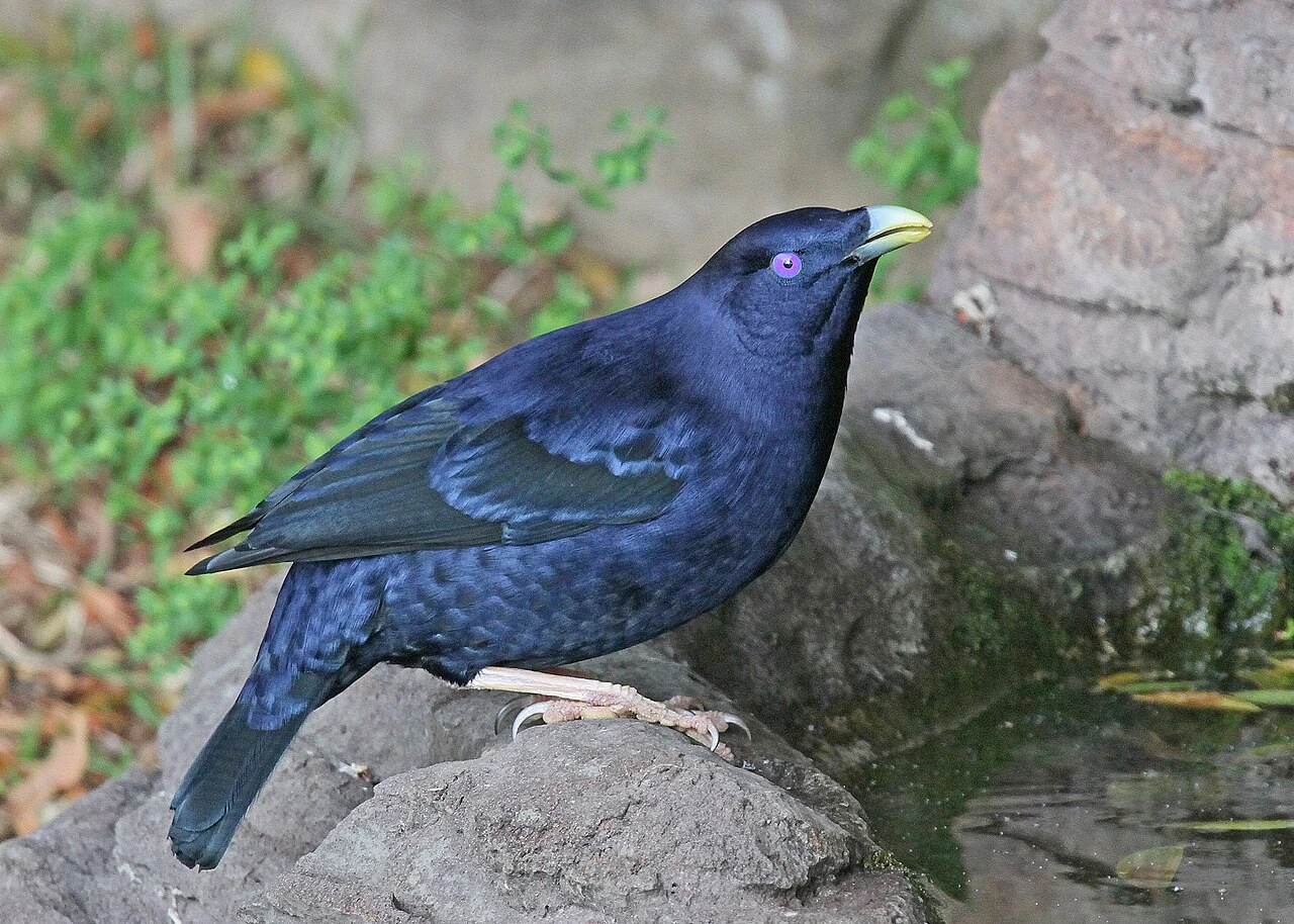 A satin bowerbird perched on rocks near water