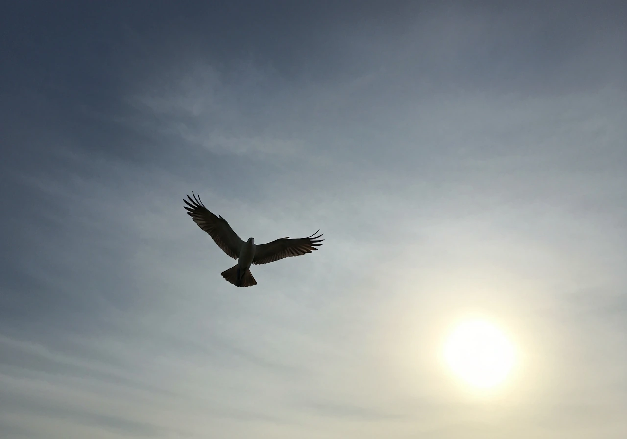 Silhouette of a single bird soaring high in a bright, softly clouded sky.