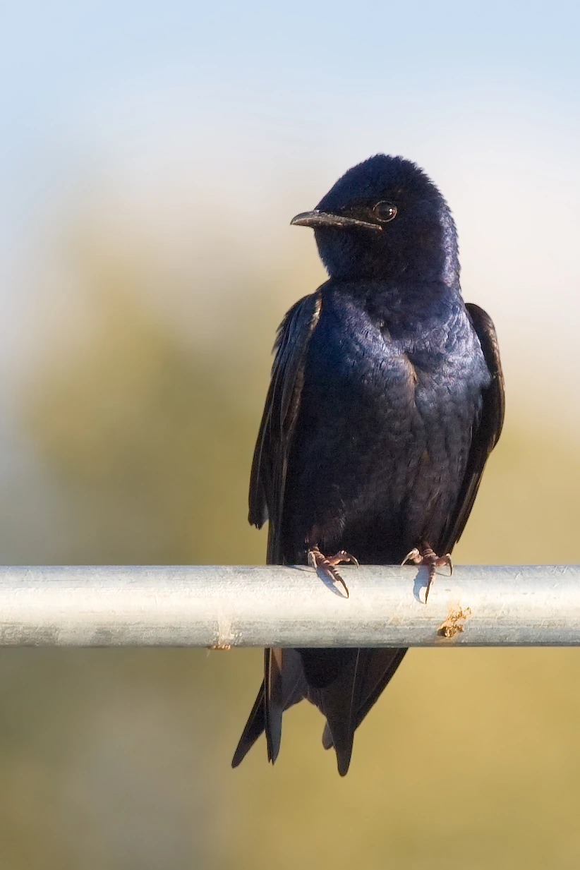 A purple martin perched on a metal rail against a blurred background