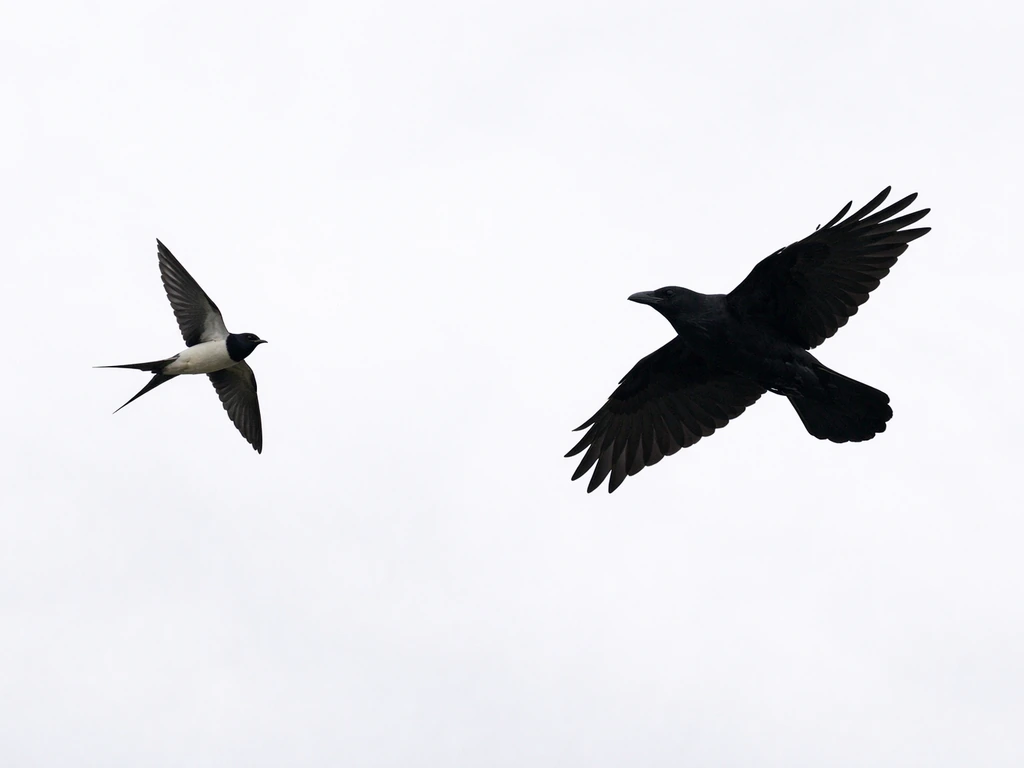 Side-by-side silhouettes of a swallow and a larger raven/crow-like bird in flight against an overcast sky.