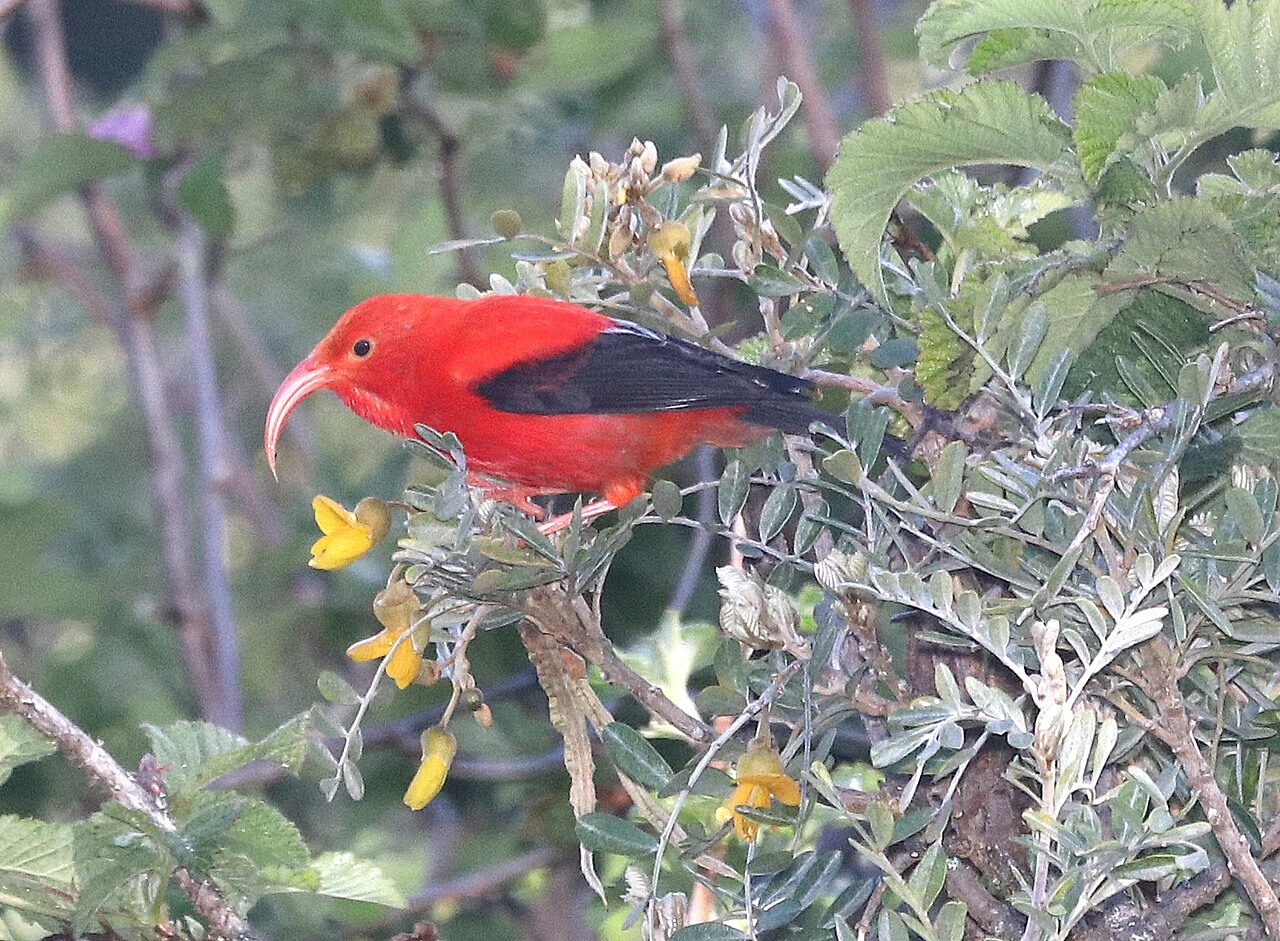 A bright red ʻiʻiwi bird perched among foliage.