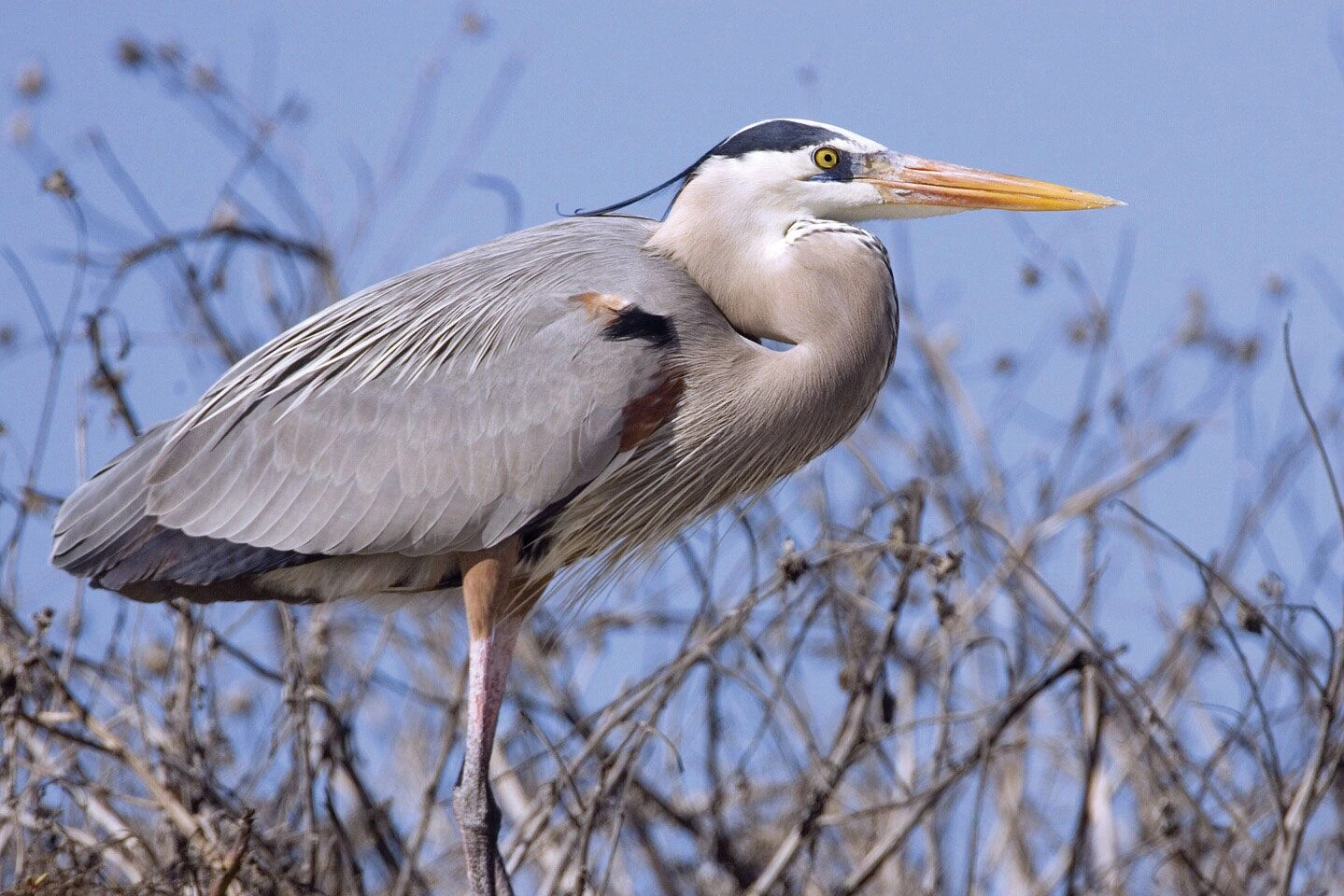 Great blue heron standing in marsh vegetation with a long yellow bill against a blue sky.